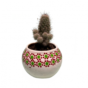 Maceta con Cactus Capulineado
