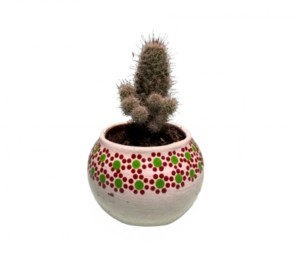 Maceta con Cactus Capulineado