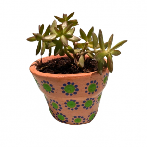 Maceta con planta