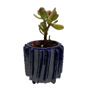 Maceta con planta diseño punteado