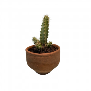 Macetita de Barro con Planta