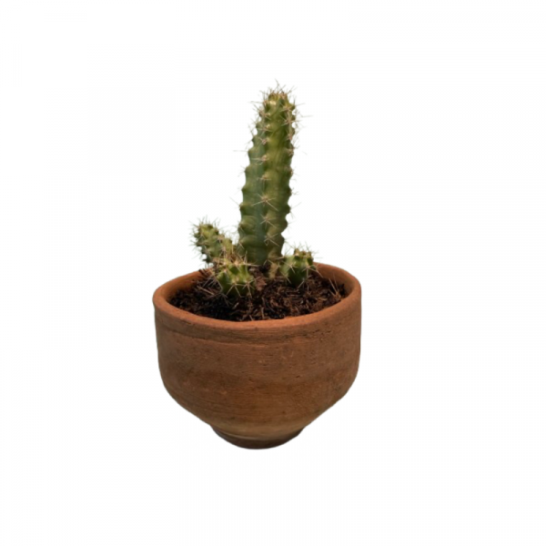 Macetita de Barro con Planta